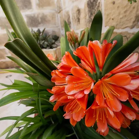 Sweet Life Gozo - Boutique Living *